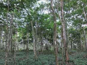 Cameroon forest