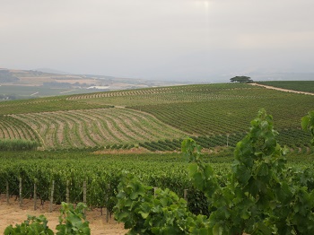 Stellenbosch wine farms
