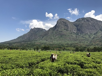 Importance of FCFA work with tea farmers highlighted by Malawi heatwave