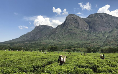 “How granular climate information can help tea growers in Malawi and Kenya” New article in The Conversation with inputs from Kulima