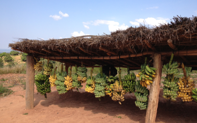 Kulima participates in the Transformations Community/Earth Systems Governance conference in Johannesburg