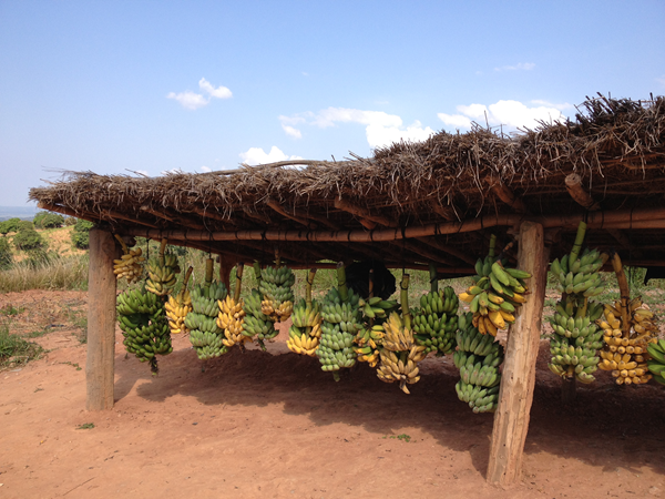 Bananas on display at a market