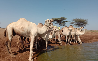 “Weather and climate information services for pastoralists: A review” New paper led by Kulima